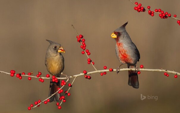 Пение птиц слушать онлайн бесплатно в хорошем качестве
